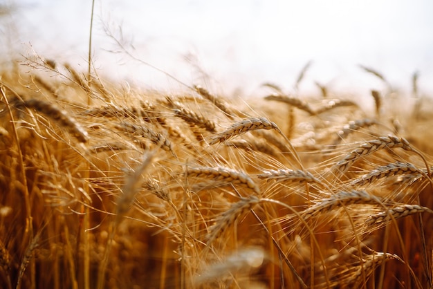 Campo d'oro di grano al tramonto la sera Raccolta della natura di crescita Fattoria agricola