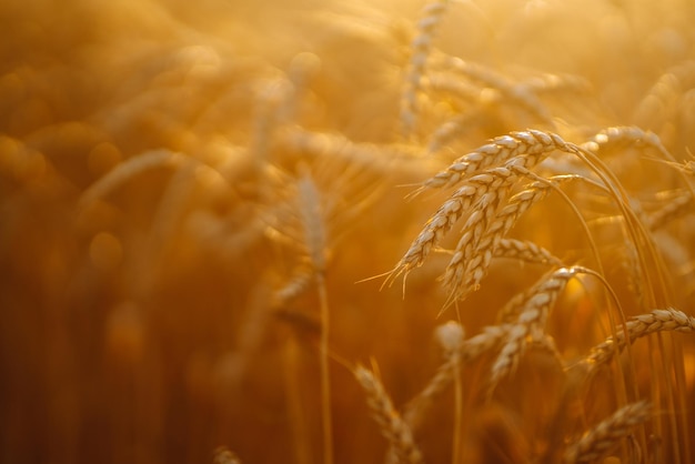 Campo d'oro di grano al tramonto la sera Raccolta della natura di crescita Fattoria agricola