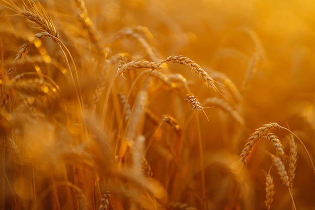 Campo d'oro di grano al tramonto la sera Raccolta della natura di crescita Fattoria agricola