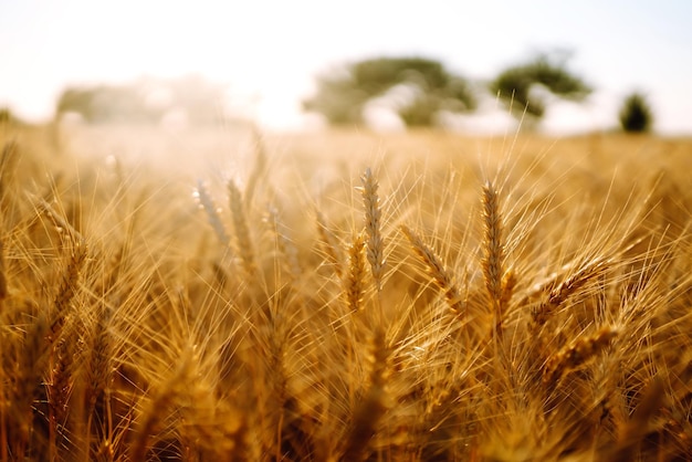 Campo d'oro di grano al tramonto la sera Raccolta della natura di crescita Fattoria agricola