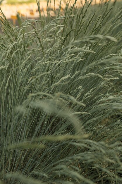 Campo dei gambi della pianta del bluegrass di Cocksfoot