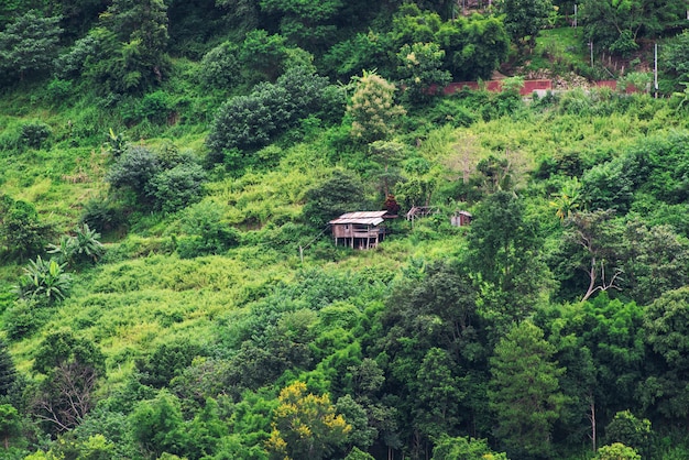 Campo del cavolo del terrazzo sulla collina con il cottage in Chaingmai, Tailandia.