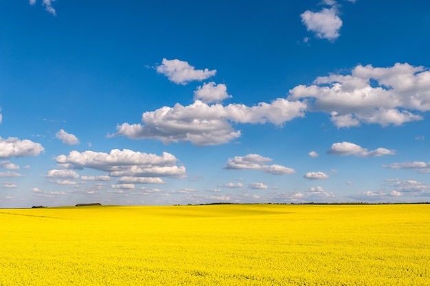 Campo del fiore dorato di bella primavera del seme di ravizzone con cielo blu