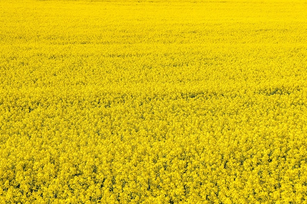 Campo del fiore dorato di bella primavera del seme di ravizzone con cielo blu