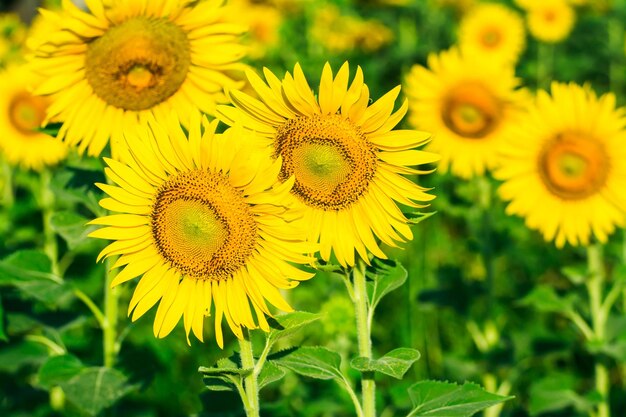 Campo del paesaggio in fiore di Sunflower Farm