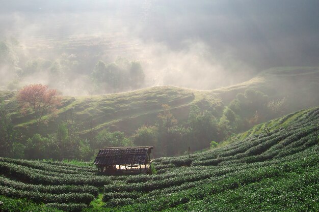 campo del tè a Chiang Mai Tailandia