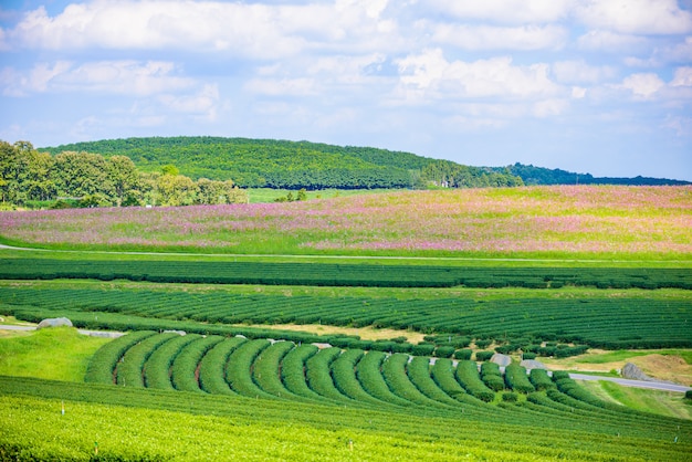 Campo del tè verde con cielo blu