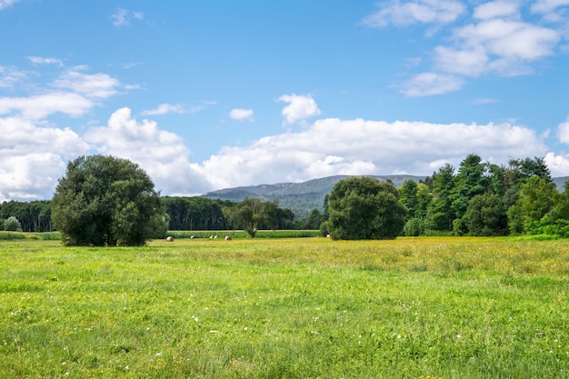 Campo dell'azienda agricola con il cielo nuvoloso blu