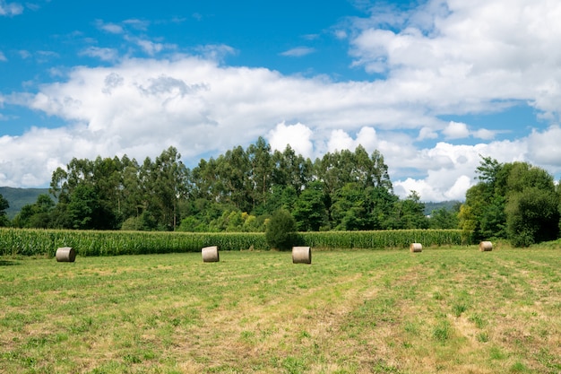 Campo dell'azienda agricola con il cielo nuvoloso blu