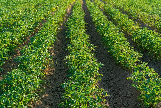 Campo dell'azienda agricola di patate verdi. Germogli verdi sotto il sole estivo.