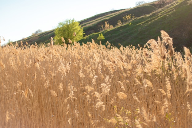 Campo dell'orecchio alto in una giornata di sole