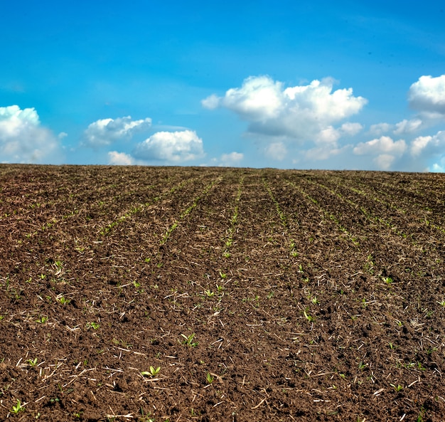 Campo della barbabietola da zucchero in primavera