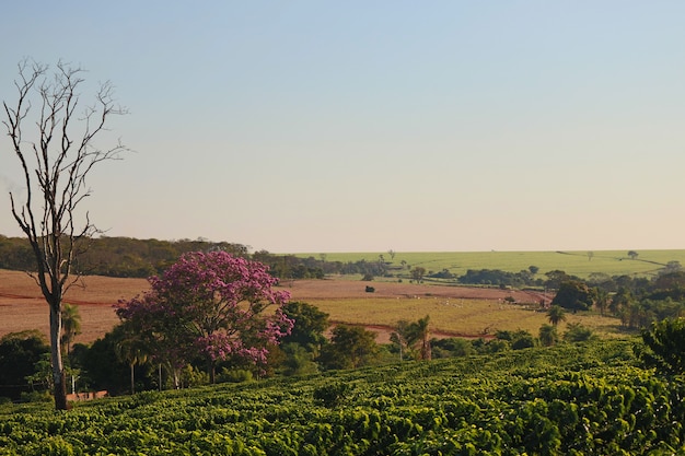 Campo della piantagione di caffè