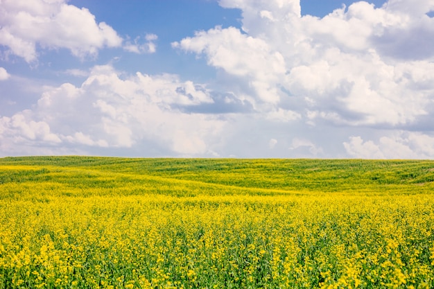 Campo della violenza di fioritura contro cielo blu con le nuvole.