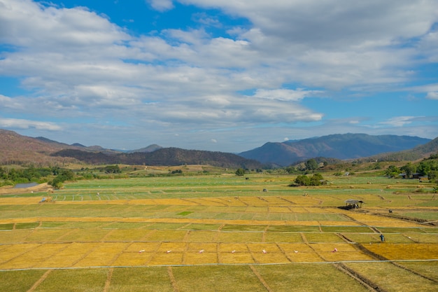 Campo di aglio in Pai, Thailandia