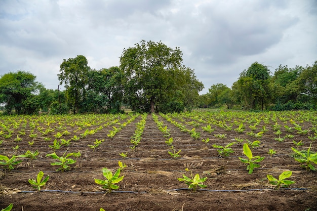 Campo di agricoltura della banana in India.