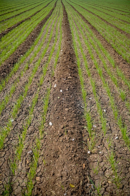 Campo di agricoltura di grano verde in India.