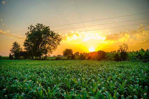 Campo di agricoltura di sorgo verde con sfondo cielo.