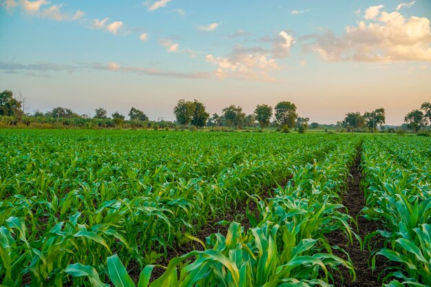 Campo di agricoltura di sorgo verde con sfondo cielo.