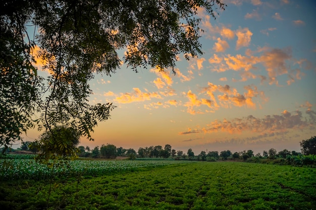 Campo di agricoltura di sorgo verde con sfondo cielo.