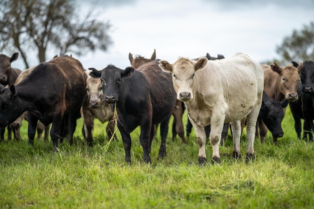 Campo di agricoltura in africa mucche da carne in un campo mandria di bestiame al pascolo sull'erba in una fattoria africana carne bovina di vacca in un ranch