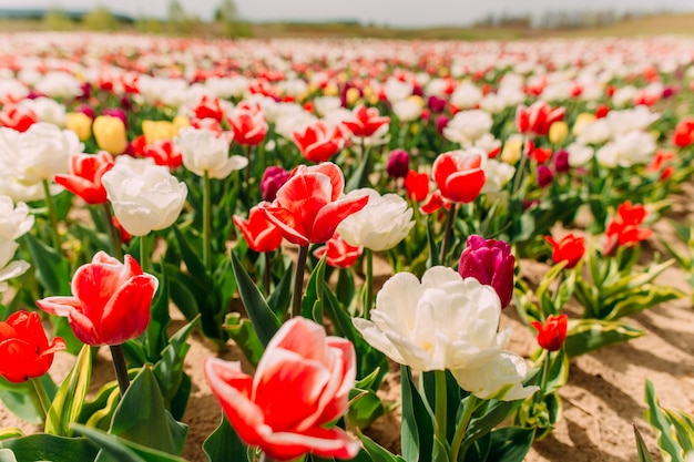 Campo di aiuola di molti fiori di tulipano colorato luminoso