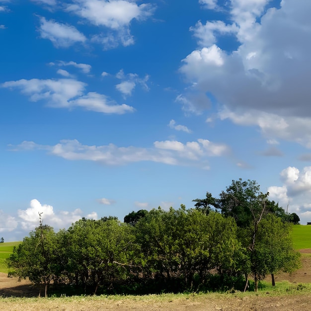 Campo di alberi con nuvole blu 6_024449