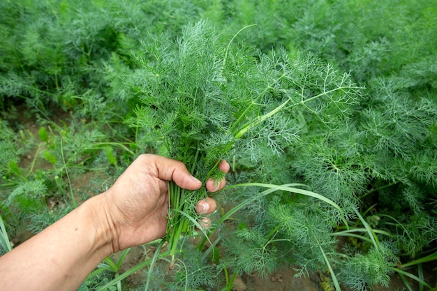 Campo di aneto biologico fresco verde. Foto di concetto di agricoltura.