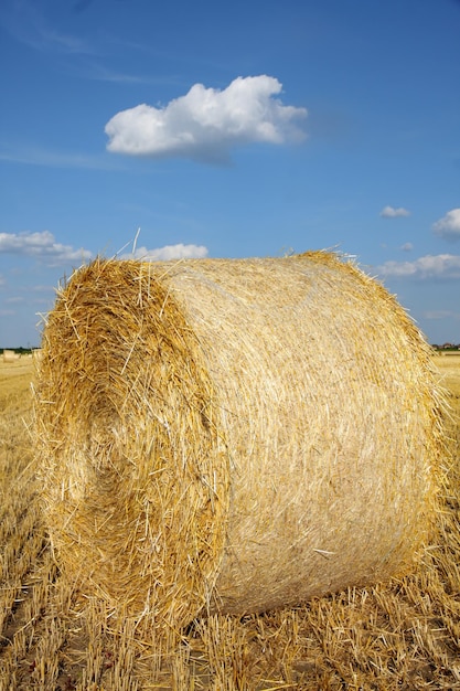 Campo di balle appena tagliate sul campo dell'agricoltore