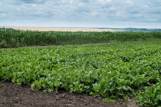 campo di barbabietole fresche foglie verdi e campo di mais