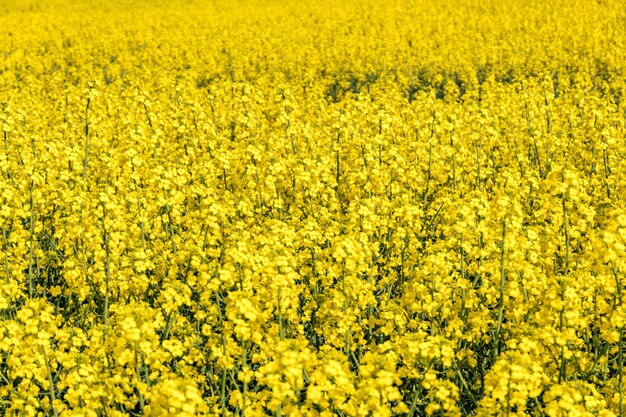 Campo di bel fiore d'oro primaverile di colza