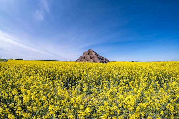 Campo di bella primavera fiore d'oro di colza con cielo blu nearxAhuge paglia mucchio di fieno roll balle lettiera per bovini