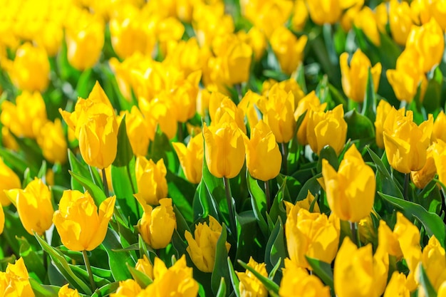 Campo di bellissimi tulipani colorati