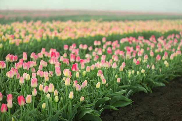 Campo di bellissimi tulipani in fiore