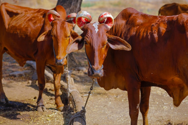 Campo di bestiame indiano, India rurale