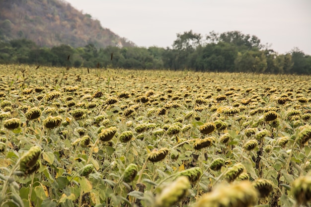 Campo di bloooming, paesaggio di girasole Farm fiori appassiti