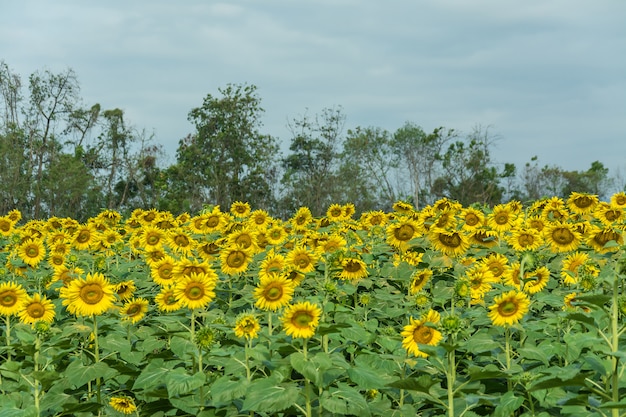 Campo di bloooming, paesaggio di Sunflower Farm