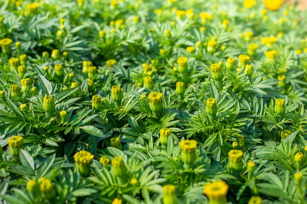 Campo di calendula, fiori gialli. Sfondo naturale