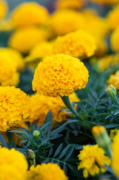 Campo di calendule, fiori gialli brillanti in giardino