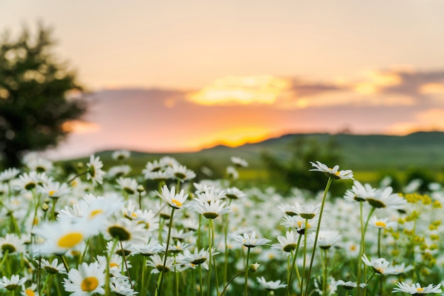 Campo di camomilla al tramonto