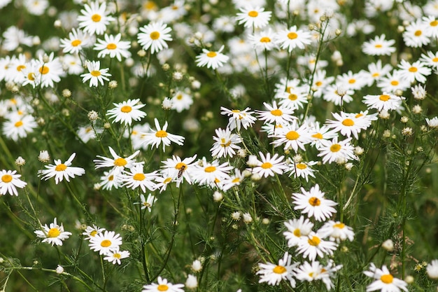 Campo di camomilla in fiore, fiori di camomilla su un prato in estate, messa a fuoco selettiva