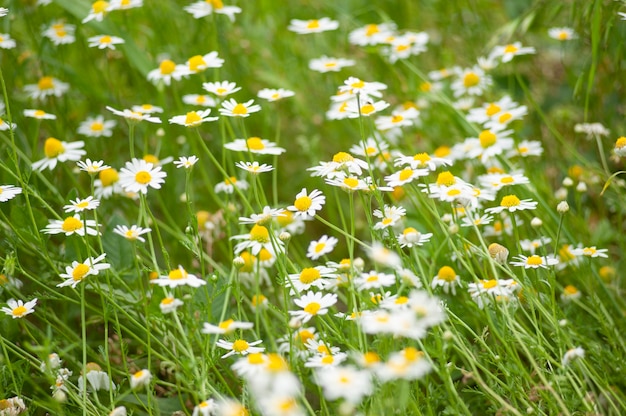 Campo di camomilla in natura