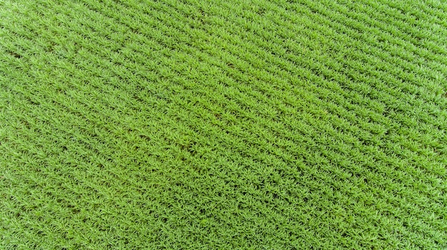 Campo di canna da zucchero vista aerea