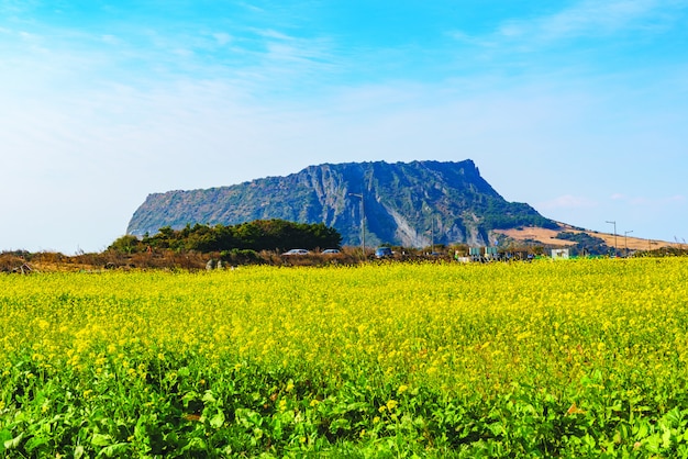 Campo di canola a Seongsan Ilchulbong, Jeju Island, Corea del sud.