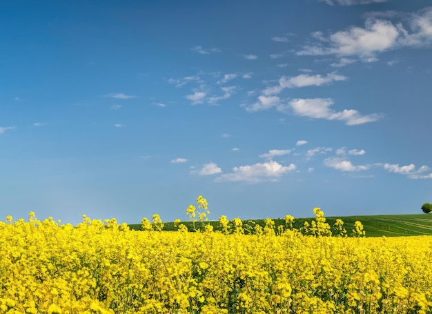 Campo di canola e cielo blu