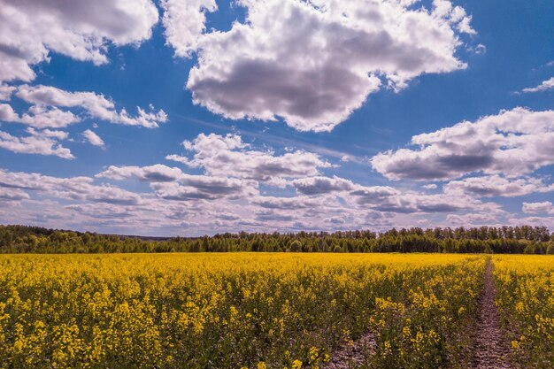 Campo di canola in fiore e cielo blu con nuvole bianche