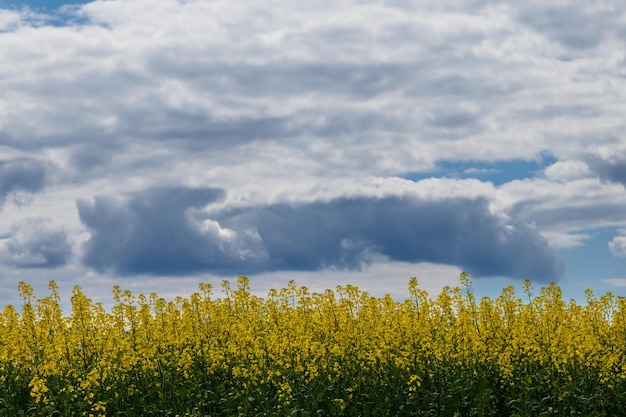 Campo di canola in fiore e cielo blu con nuvole bianche