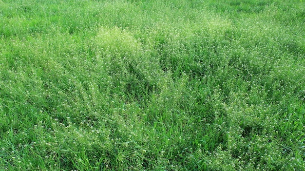 campo di Capsella bursapastoris con piccoli fiori bianchi