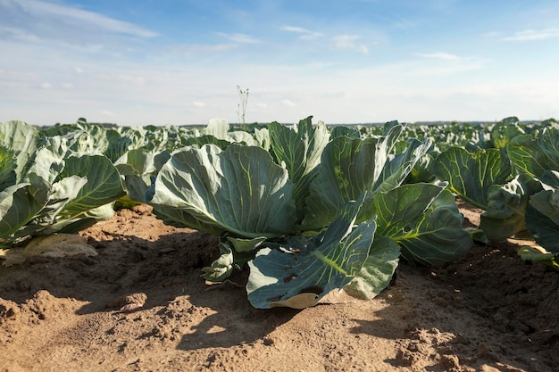 Campo di cavoli primaverili