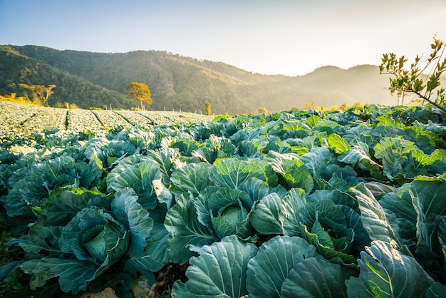 Campo di cavolo cappuccio al mattino, Chiang Mai, Thailandia.